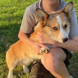 American Corgi All Grown Up from Tori’s Sassy Corgis