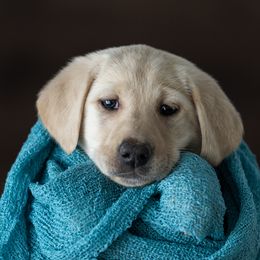 Linguini - Labrador Retriever puppy in Compton, Illinois from Kickass Labradors