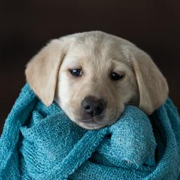 Linguini - Labrador Retriever puppy in Compton, Illinois from Kickass Labradors