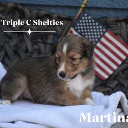 Martina- Yellow collar - Sable and white female Shetland Sheepdog puppy in Gladbrook, Iowa from T Triple C Shelties
