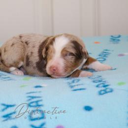Flurry - Red merle male Aussiedoodle puppy in Kennesaw, Georgia from Distinctive Doodle