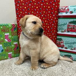 Blue - Yellow male Labrador Retriever puppy in Iowa City, Iowa from Country Road Acres