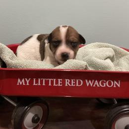 Sable piebald male - White and sable male Teddy Roosevelt Terrier puppy in Russellville, Kentucky from Mud-E Acres Kennel