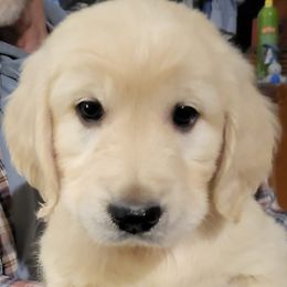 Braeburn from Apple of My Eye Litter, boy - Light golden male Golden Retriever puppy in Fithian, Illinois from LOMAH Retrievers