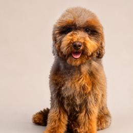 Cocoa Pebbles - Chocolate merle female Bernedoodle puppy in Rose Hill, North Carolina from Red Door Canines