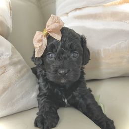 Kola - Black female Cockapoo puppy in Tampa, Florida from Designer Puppy Boutique