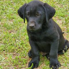 Labrador Retrievers from Livingwood Labs