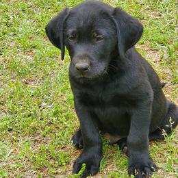 Labrador Retrievers from Livingwood Labs