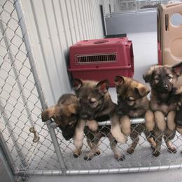 Shiloh Shepherd Puppies from Solace Shilohs