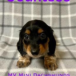 Countess - Piebald female Dachshund puppy in Carlsbad, Texas from MV Mini Dachshunds