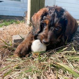 Schnoodle Puppies from Bentley's Beloved Paws