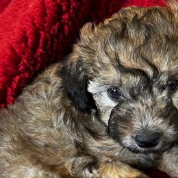 Shihpoos from Geri Benfield's Shihpoos