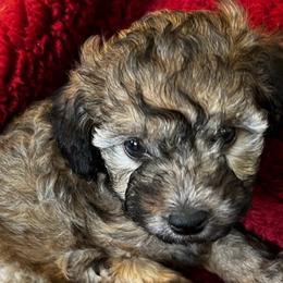 Shihpoos from Geri Benfield's Shihpoos