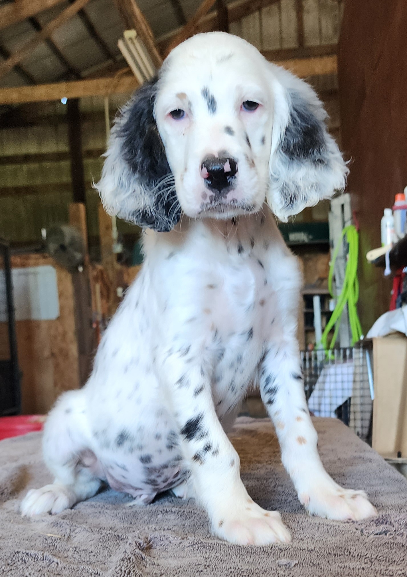 English Setter Puppies from Woodsway Kennel