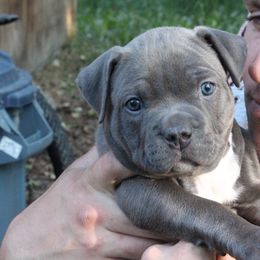 American Bully Puppies from 49th State Kennels