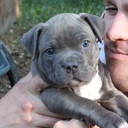 American Bully Puppies from 49th State Kennels