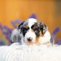 Poppy - Merle female Bernedoodle puppy in Spokane, Washington from Lilac City Doodles