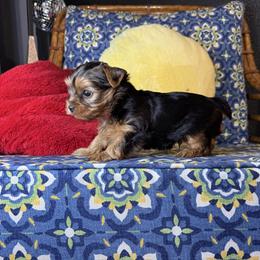 Tom - Black and tan male Yorkshire Terrier puppy in Cisco, Texas from Charitabee’s Yorkies