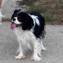 Lakelyn - Tri-color female Cavalier King Charles Spaniel puppy in Victoria, Texas from Londyn Cavaliers