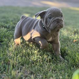 Lilac Boy - Lilac tri-color male Bulldog puppy in Amarillo, Texas from Bomb City Bulldogs