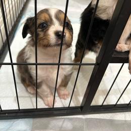 Howie - Blue merle male Toy Australian Shepherd puppy in Brentwood, California from Itty Bitty Aussies