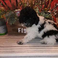 Double Doodle Puppies from Doodle-4-Dayz