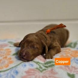Copper - Red  male Goldendoodle puppy in Summerville, South Carolina from Channys Doodles