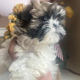 Girl 1  Cupcake - Tricolor female Shih Tzu puppy in Troy, Michigan from "Shihtzu Best Friend"
