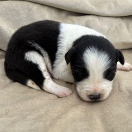 Colt - Black male Border Collie puppy in Chattanooga, Tennessee from Ross Vegas Kennels