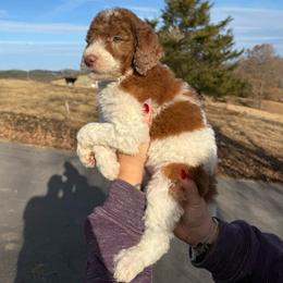 Boston Crème - Brown and white male Sheepadoodle puppy in Greeneville, Tennessee from Smokey Mountain Sheepadoodles