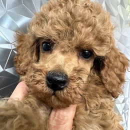 Sampson - Red  male Poodle puppy in Hardinsburg, Indiana from KC Recherche'