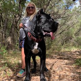 Cane Corso from Waterloo Cane Corso