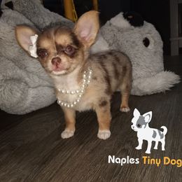 Chihuahua Puppies from Naples Tiny Dogs