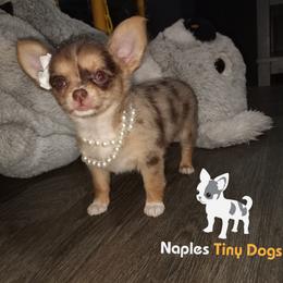 Chihuahua Puppies from Naples Tiny Dogs