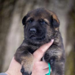 Teal collar - Sable female German Shepherd puppy in Prospect, Connecticut from Di Massimo Canile