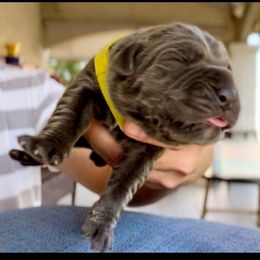 Leonardo - Gray male Cane Corso puppy in Las Vegas, Nevada from LV3M Cane Corso