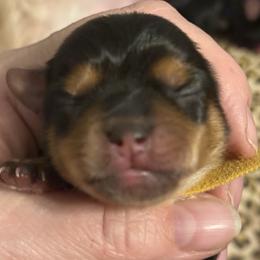 Baxter - Black and tan male Yorkshire Terrier puppy in Tangipahoa County, Louisiana from Riche’ Louisiana Yorkies