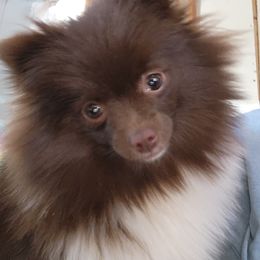 Pomeranian Puppies from Tanner's Majestix Kennels
