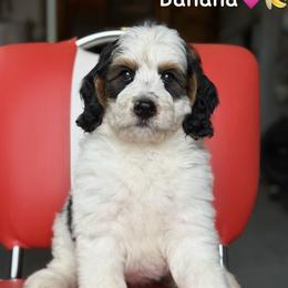 Banana - Tri-color female Bernedoodle puppy in Lancaster, Minnesota from Richardville Hunde
