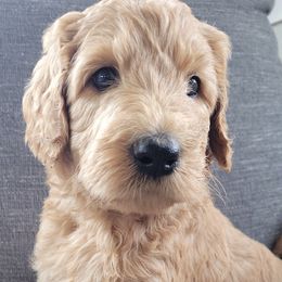 Boy 2 - Goldendoodle puppy in Le Roy, Minnesota from Doodles by the Dam