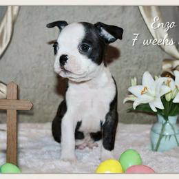 Boy 1-Enzo - Black and white male Boston Terrier puppy in North Central, Vermont from Windy Valley’s Bostons