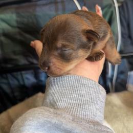 Boy 1 - Liver male Miniature Schnauzer puppy in Fredericksburg, Virginia from Liver Legends
