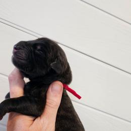Boy 4 - Brindle male Mastiff puppy in Linton, Indiana from Riggins Mastiffs and Danes
