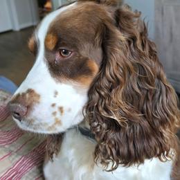 Cheyenne - English Springer Spaniel