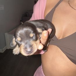 Dachshund puppies from Sausage Strolls