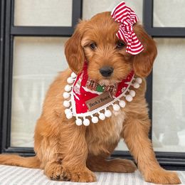 Torres - Goldendoodle puppy from JW Doodles