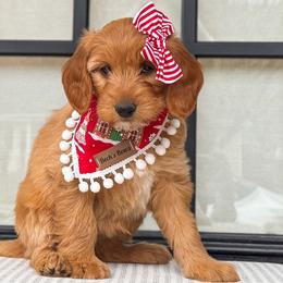 Torres - Goldendoodle puppy from JW Doodles
