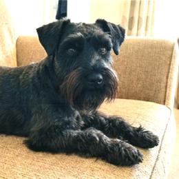 Penny - Miniature Schnauzer