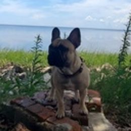 French Bulldogs from Beckum Bulldogs