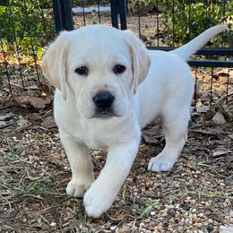 Labrador Retriever Puppies from Agape Acres Homestead English Labrador Retrievers